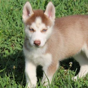 Ginger, Siberian Husky Puppy