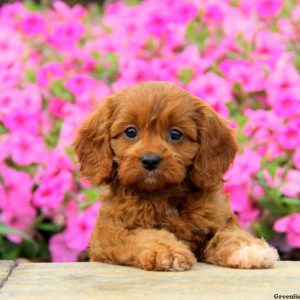 Ginger, Cavapoo Puppy