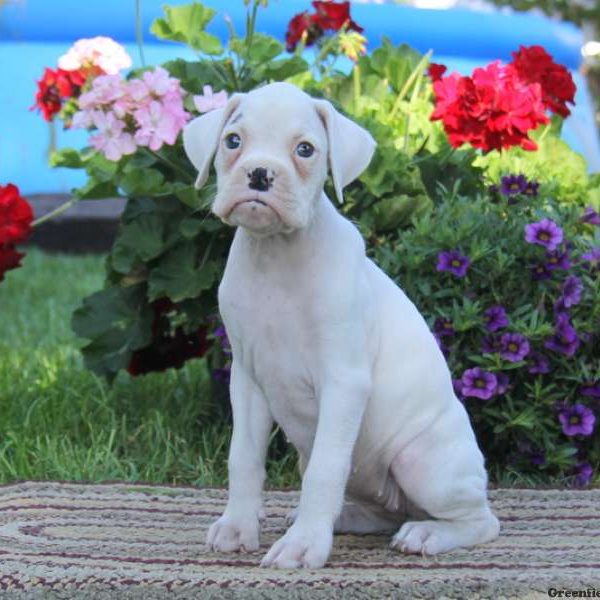 Ginny, Boxer Puppy