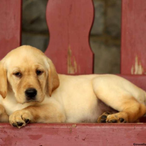 Ginny, Labby Dabby Doo Puppy