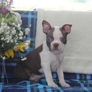 Ginny, Boston Terrier Puppy