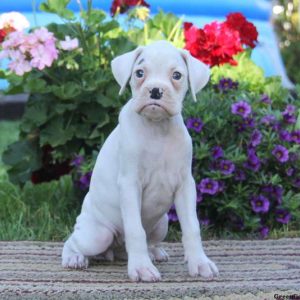 Ginny, Boxer Puppy