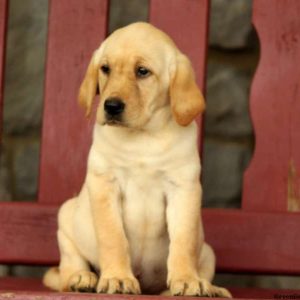 Ginny, Labby Dabby Doo Puppy