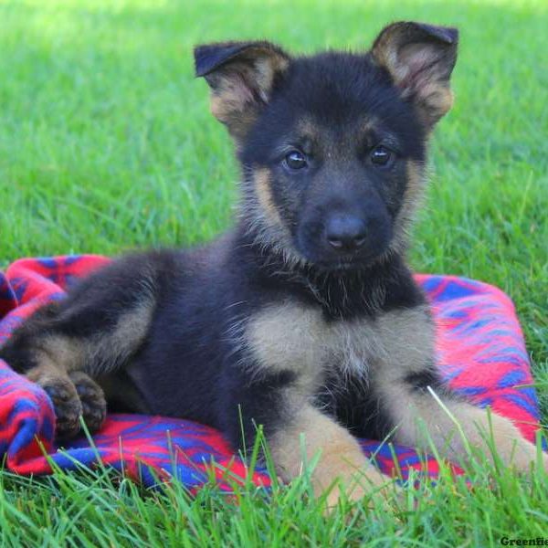 Giver Lee, German Shepherd Puppy