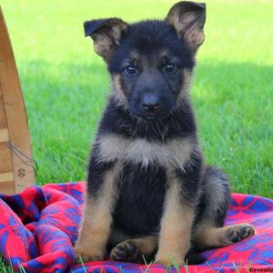 Giver Lee, German Shepherd Puppy