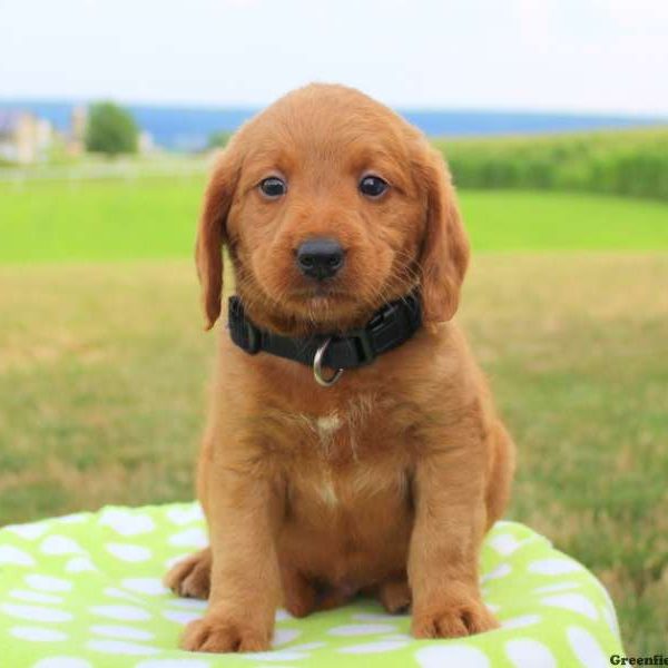 Glen, Labradoodle-Miniature Puppy