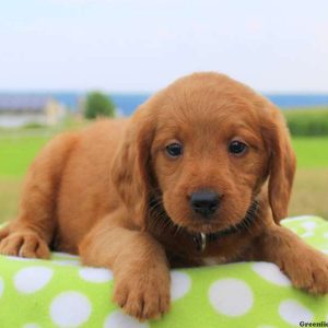 Glen, Labradoodle-Miniature Puppy