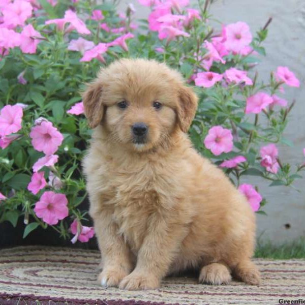 Gloria, Goldendoodle-Miniature Puppy