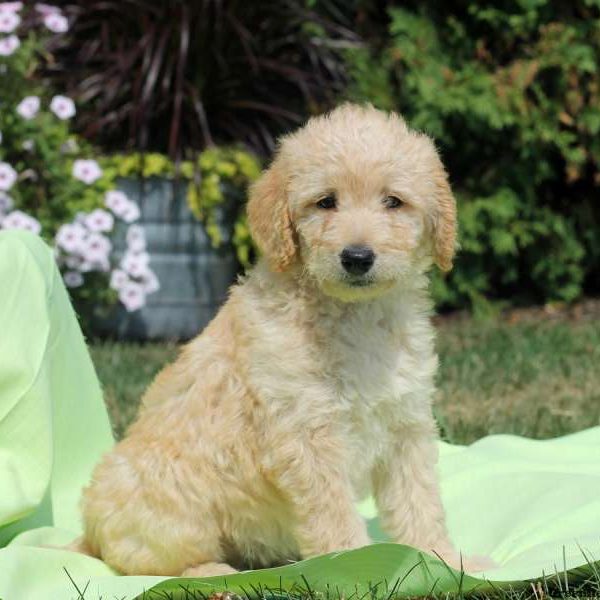 Gloria, Labradoodle Puppy