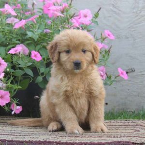 Gloria, Goldendoodle-Miniature Puppy