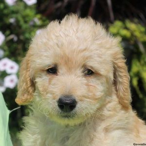 Gloria, Labradoodle Puppy