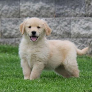 Current featured breed: Golden Retriever