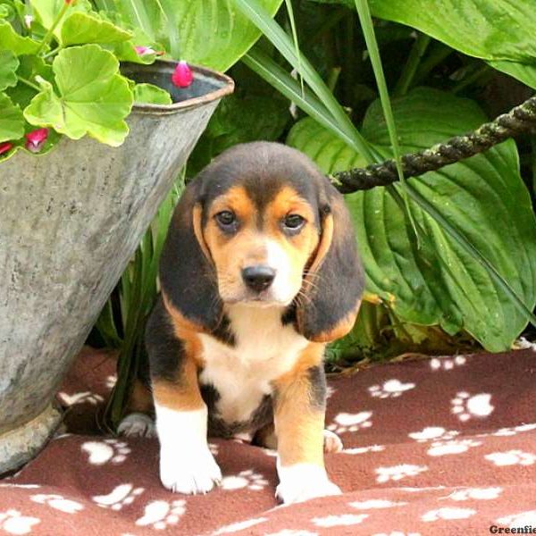 Golden, Beagle Puppy