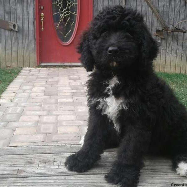 Gomer, Bernedoodle Puppy