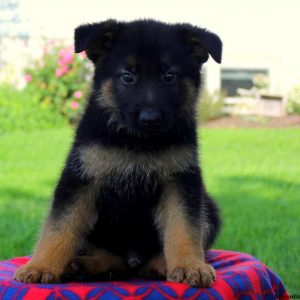 Gordon Jake, German Shepherd Puppy