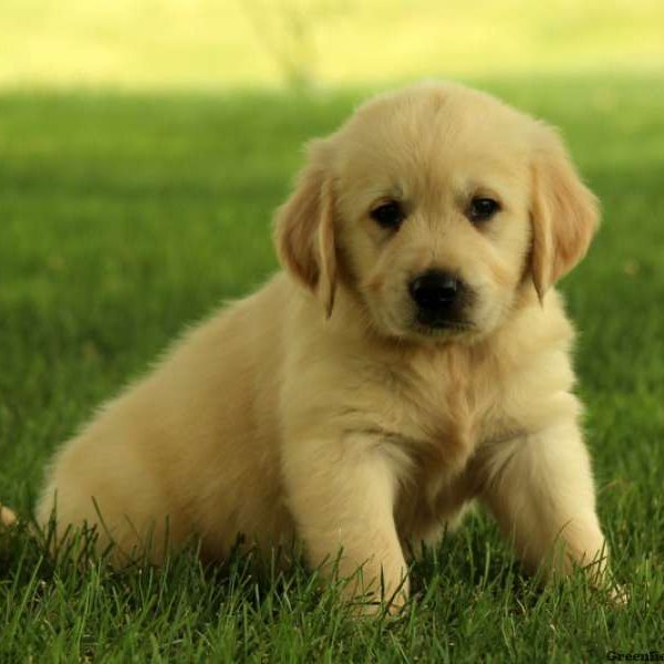 Gordon, Golden Retriever Puppy