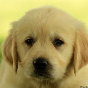 Gordon, Golden Retriever Puppy