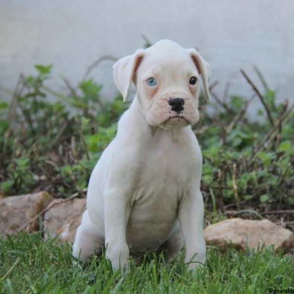 Gordy, Boxer Puppy