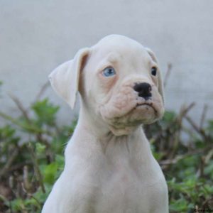 Gordy, Boxer Puppy