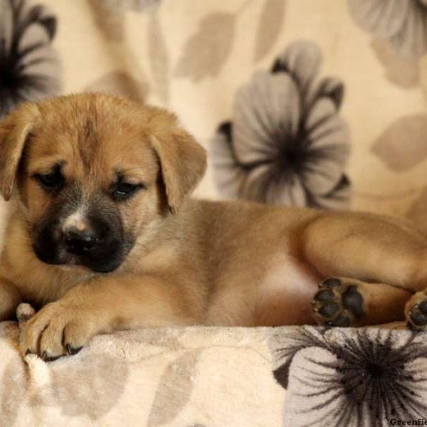 Grace, Cane Corso Mix Puppy