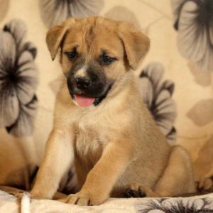 Grace, Cane Corso Mix Puppy