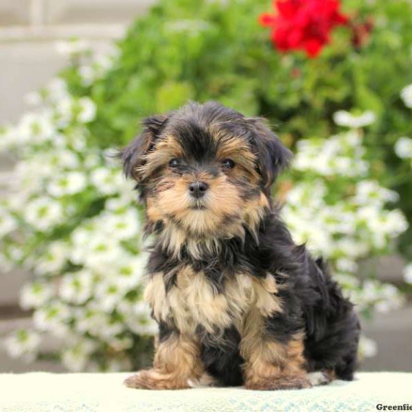 Gracie, Morkie / Yorktese Puppy