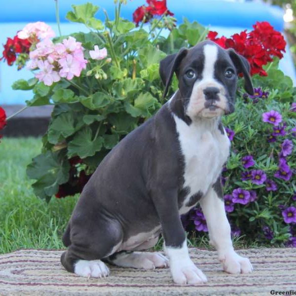 Gracie, Boxer Puppy