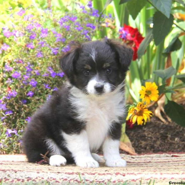 Gracie, Australian Shepherd-Miniature Puppy