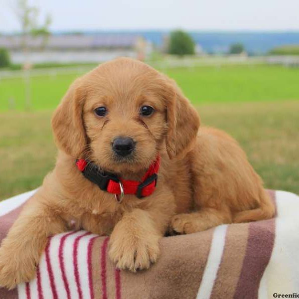 Gracie, Labradoodle-Miniature Puppy