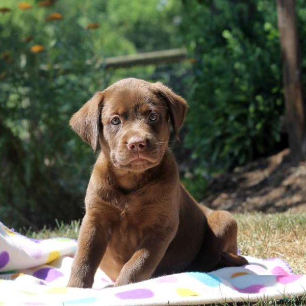 Gracie, Labrador Retriever-Chocolate Puppy