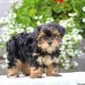 Gracie, Morkie / Yorktese Puppy