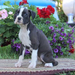 Gracie, Boxer Puppy