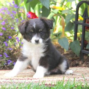 Gracie, Australian Shepherd-Miniature Puppy