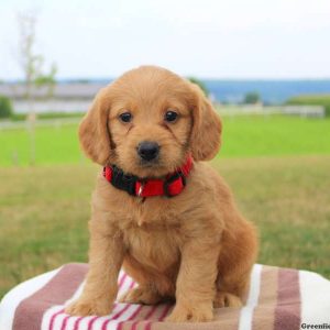 Gracie, Labradoodle-Miniature Puppy