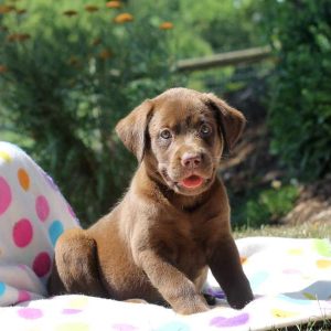 Gracie, Labrador Retriever-Chocolate Puppy