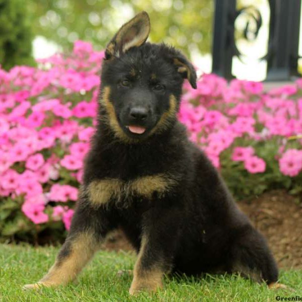 Graciella, German Shepherd Puppy