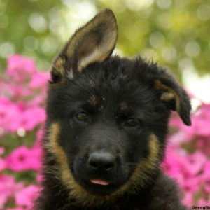 Graciella, German Shepherd Puppy