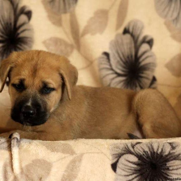 Grady, Cane Corso Mix Puppy