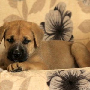 Grady, Cane Corso Mix Puppy