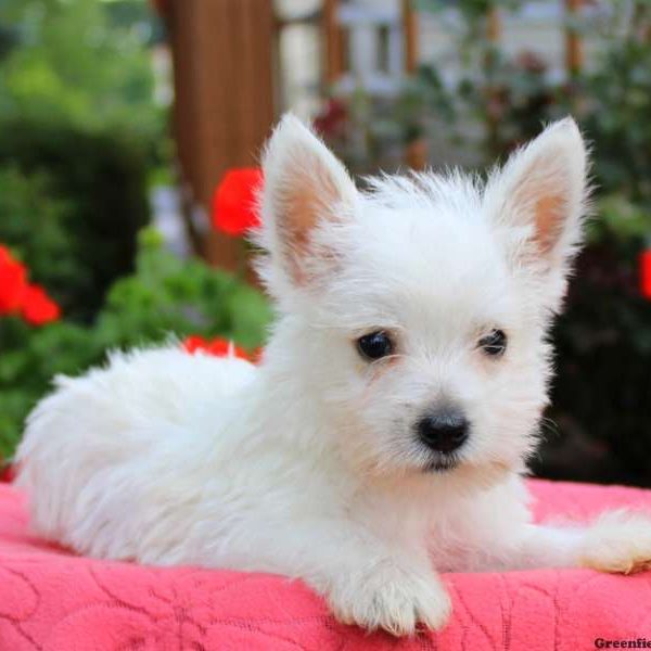 Graham, West Highland Terrier Puppy