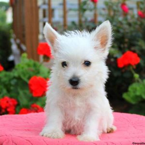 Graham, West Highland Terrier Puppy