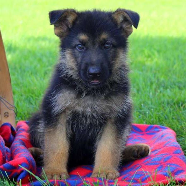 Grammy Ray, German Shepherd Puppy