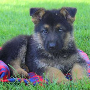 Grammy Ray, German Shepherd Puppy