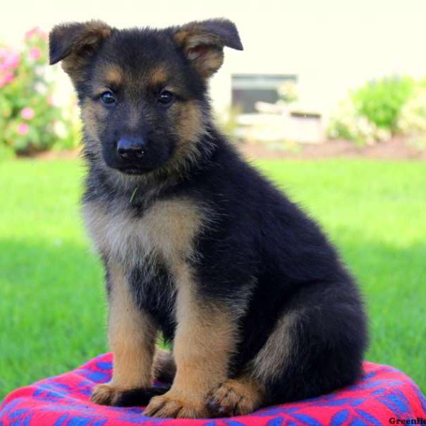 Grant Benji, German Shepherd Puppy