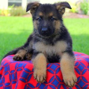 Grant Benji, German Shepherd Puppy