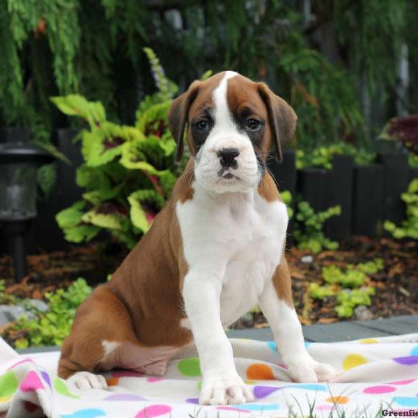Grant, Boxer Puppy