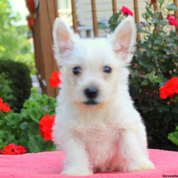 Grant, West Highland Terrier Puppy