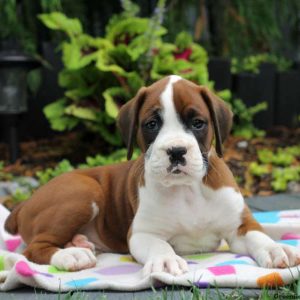 Grant, Boxer Puppy