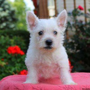 Grant, West Highland Terrier Puppy