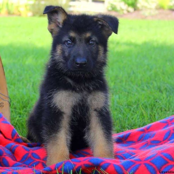 Grasshopper Jr, German Shepherd Puppy